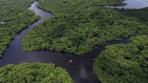 bioma amazônia - bioma cerrado
